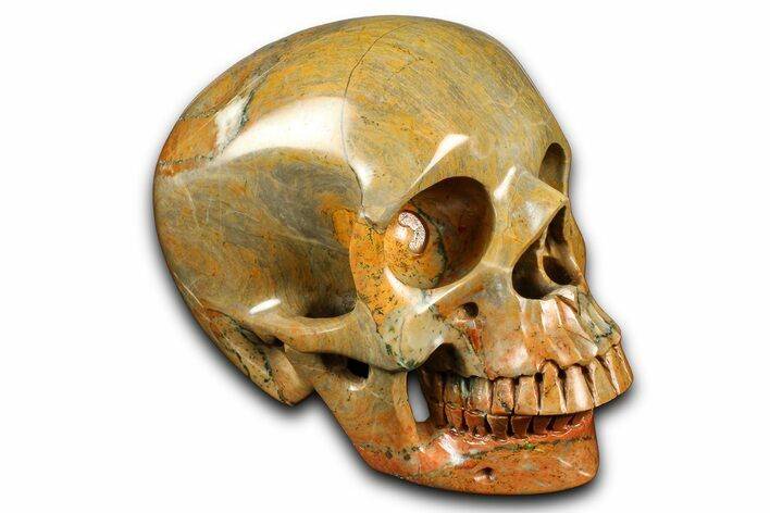 Realistic Columnar Stromatolite Skull #382155